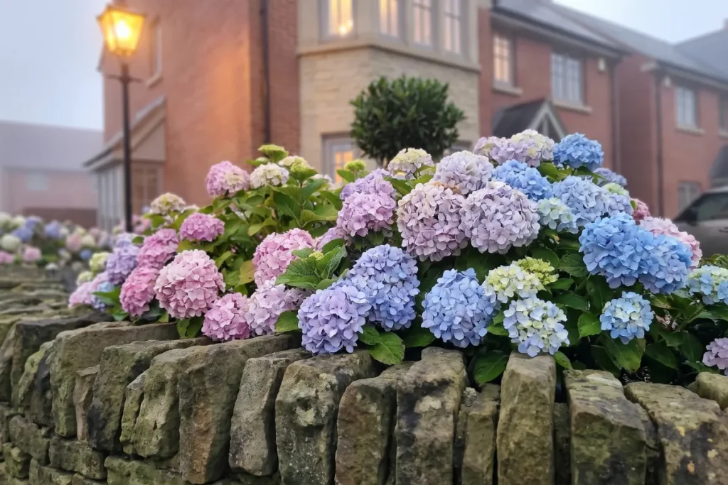 Blue and pink mophead hydrangea flowers
