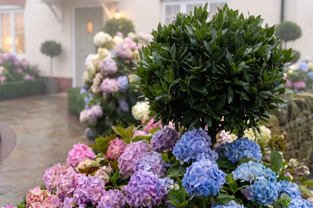 Clipped standard topiary sphere in garden