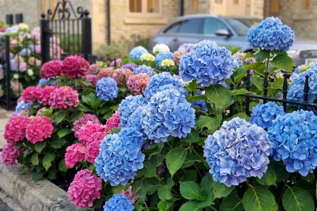 Pink and blue hydrangeas along fence.